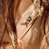Collier Bow